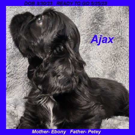 puppy, for, sale, Cocker Spaniel, Joe & Cherri  Overlease, dog, breeder, Miller, MO, dog-breeder, puppy-for-sale, forsale, nearby, find, puppyfind, locator, puppylocator, aca